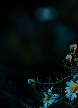 Prions pour un membre de la famille des Loups qui est...